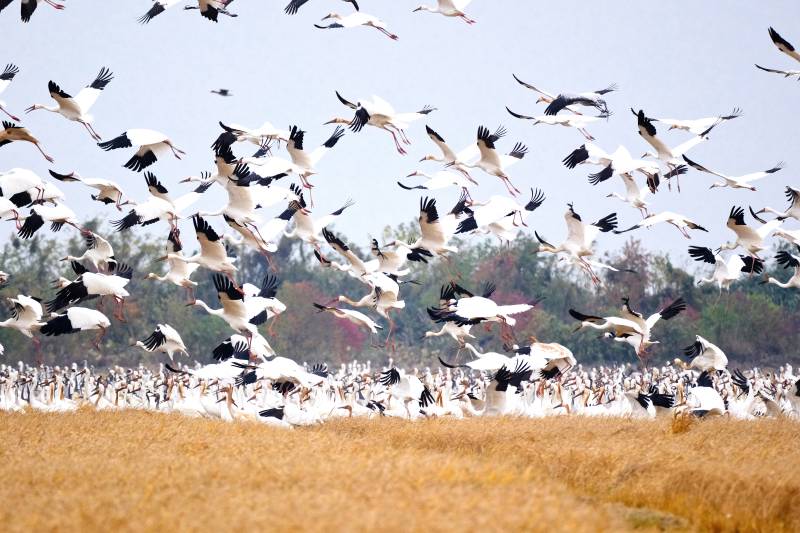 飞鸟群集 自然之美图片