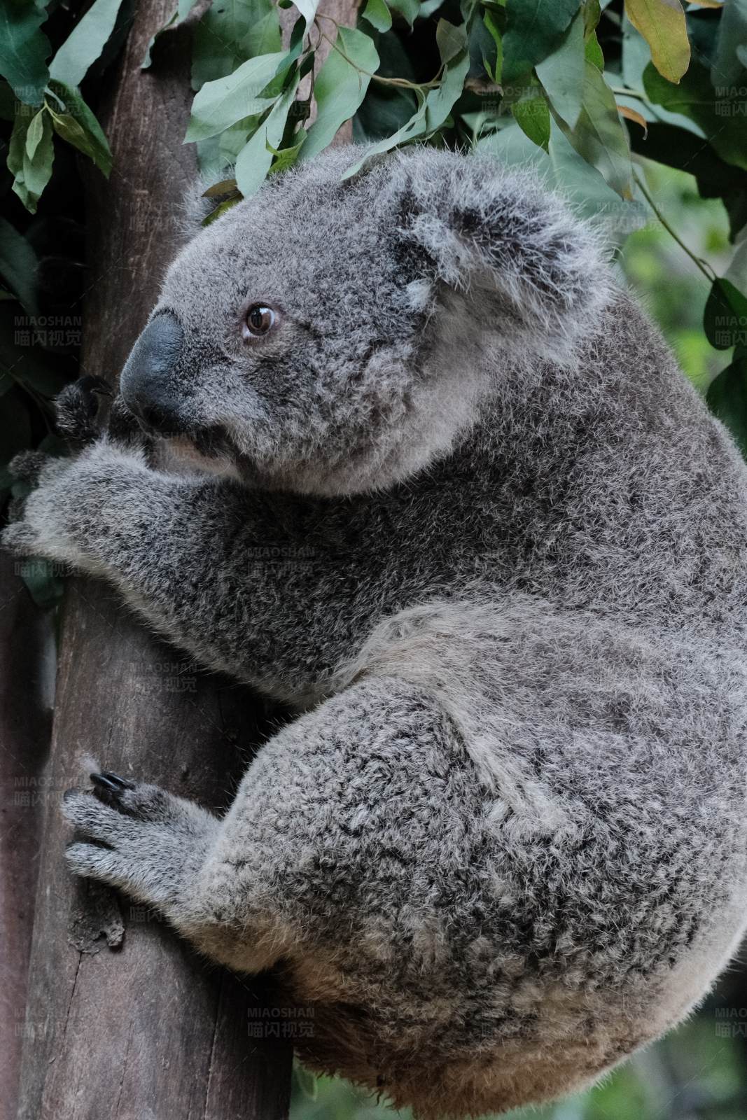 树上的考拉图片