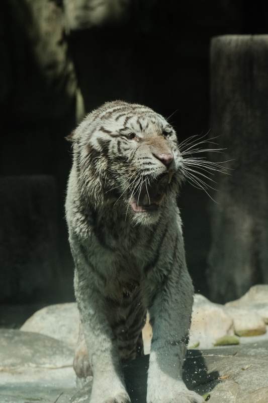 湿漉漉的白虎图片