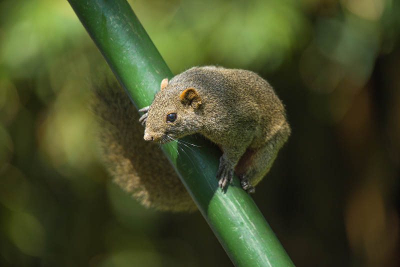 松鼠栖息竹枝间图片