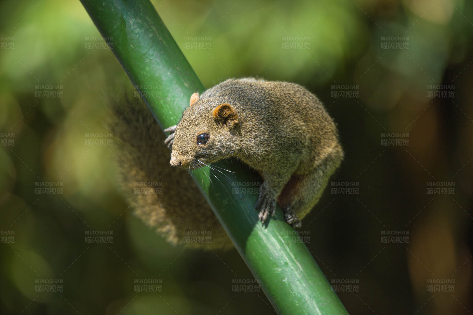 松鼠栖息竹枝间图片