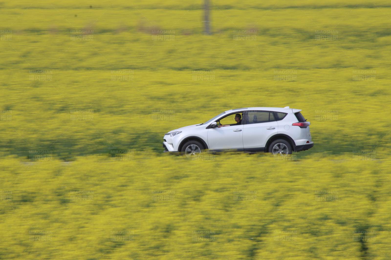 白色SUV穿越花海图片