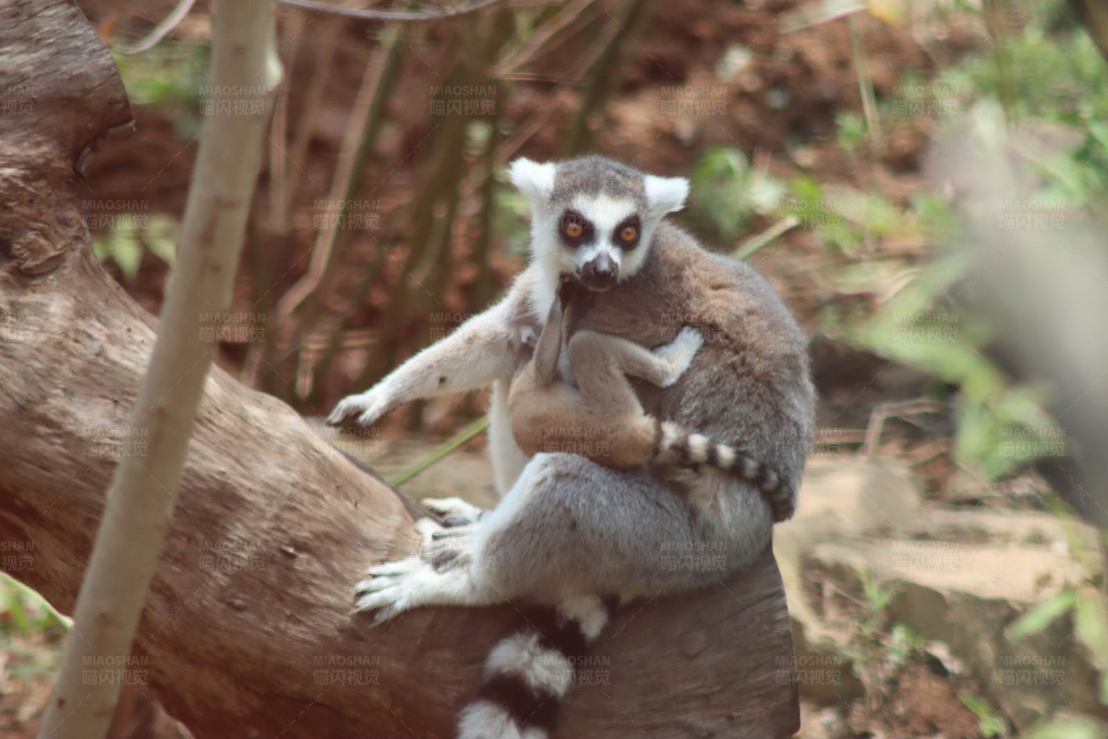 环尾狐猴的悠闲时光图片