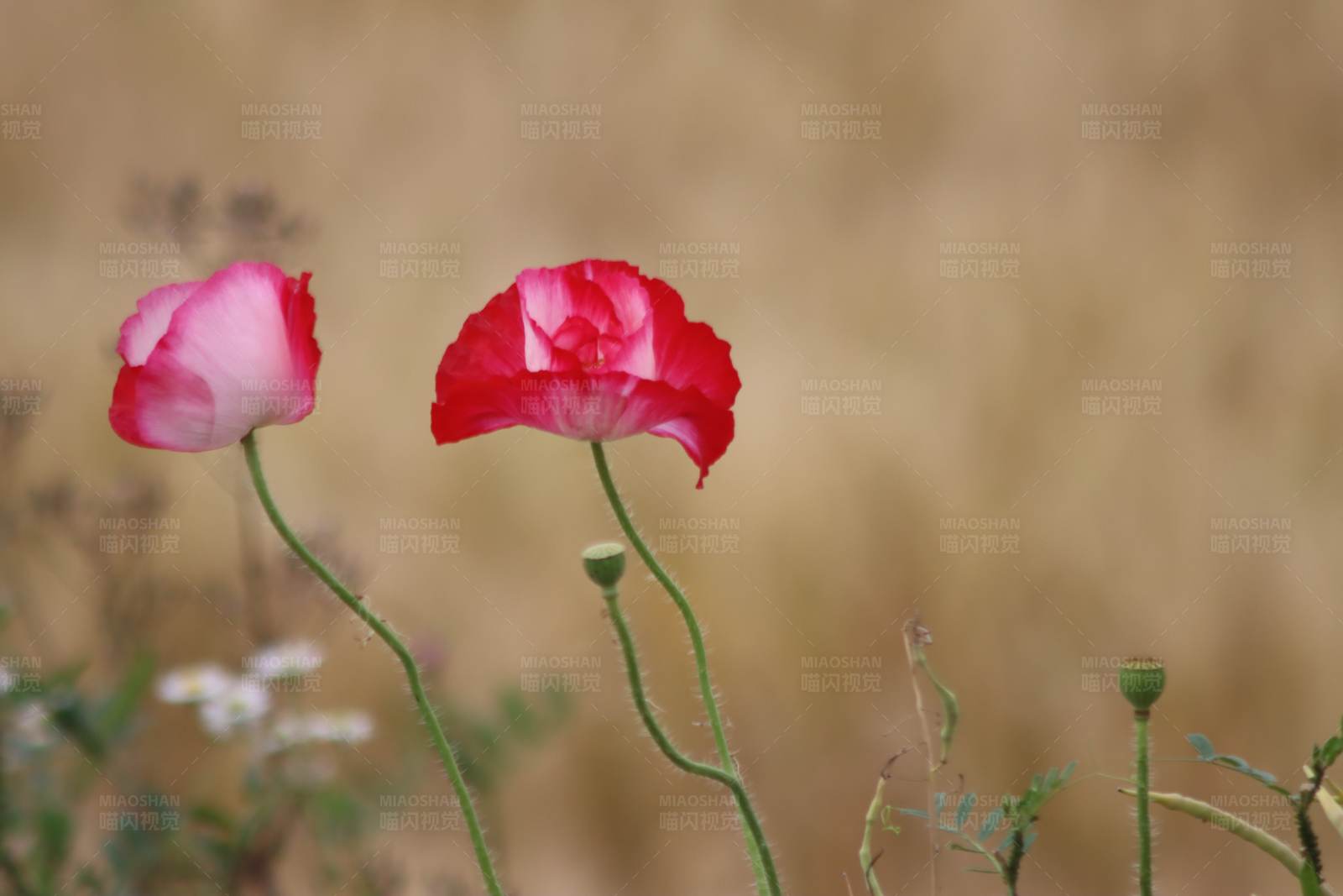 田野中的两朵虞美人图片