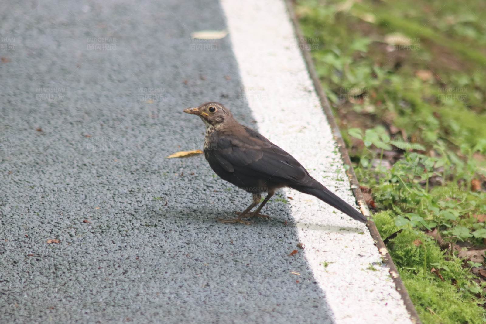 小鸟独行路旁图片