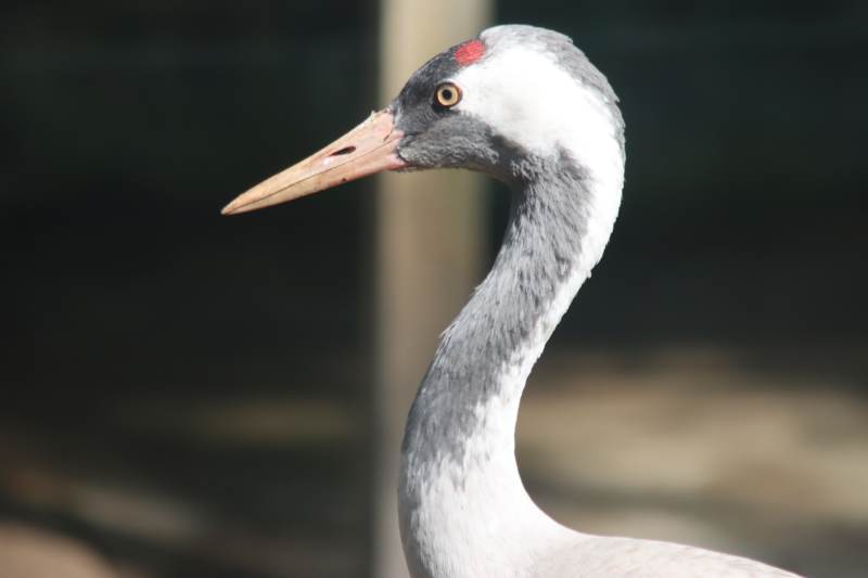 鹤的特写镜头图片