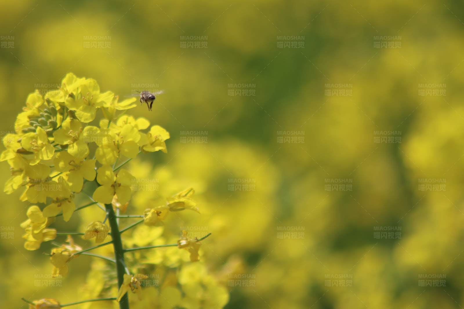 蜜蜂与黄花图片