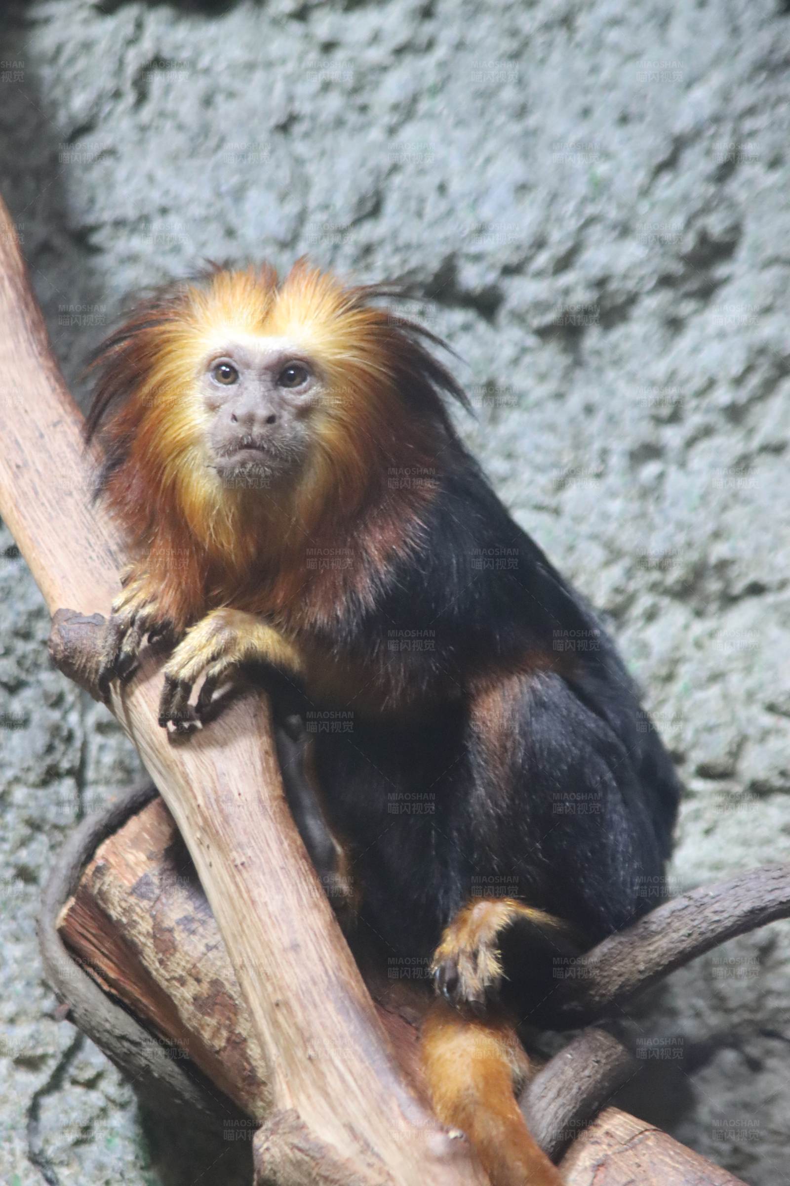 金狮狨的栖息地生活图片