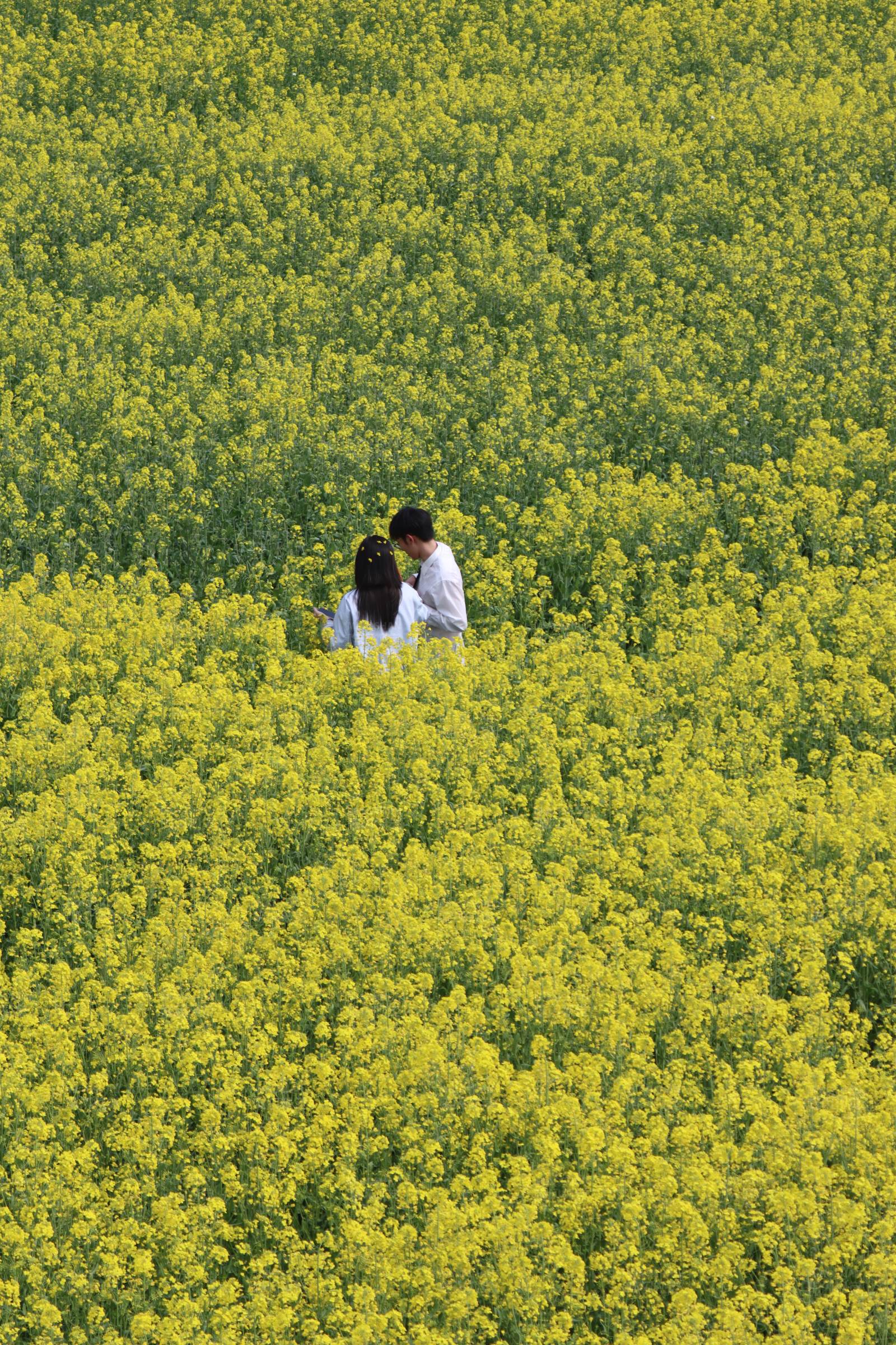 花海中的浪漫时刻图片