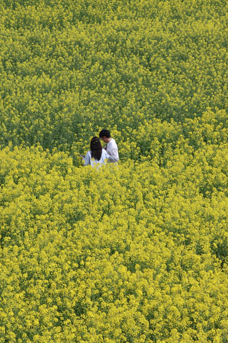 花海中的浪漫时刻图片