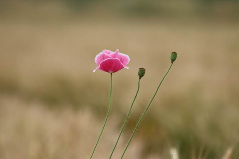 孤独的粉红花朵图片