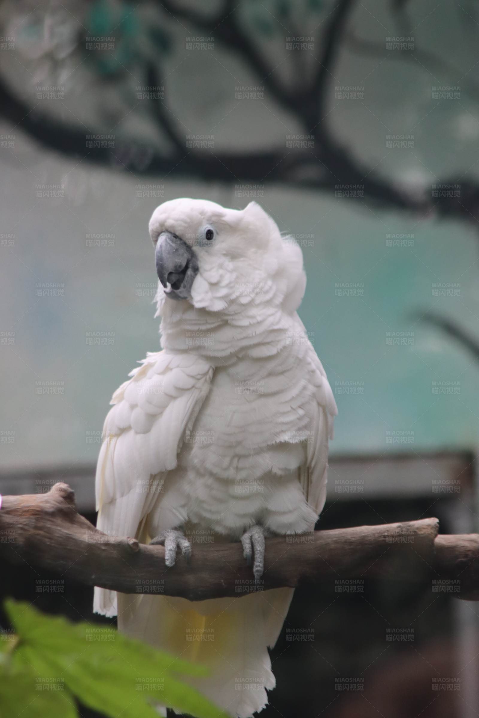 白色鹦鹉栖息树枝图片