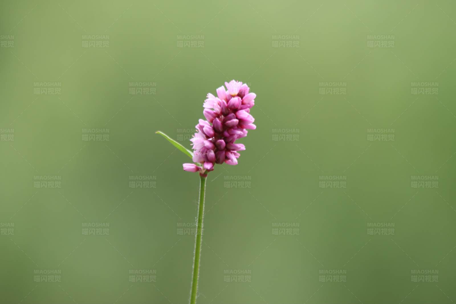 孤芳自赏的粉红花图片