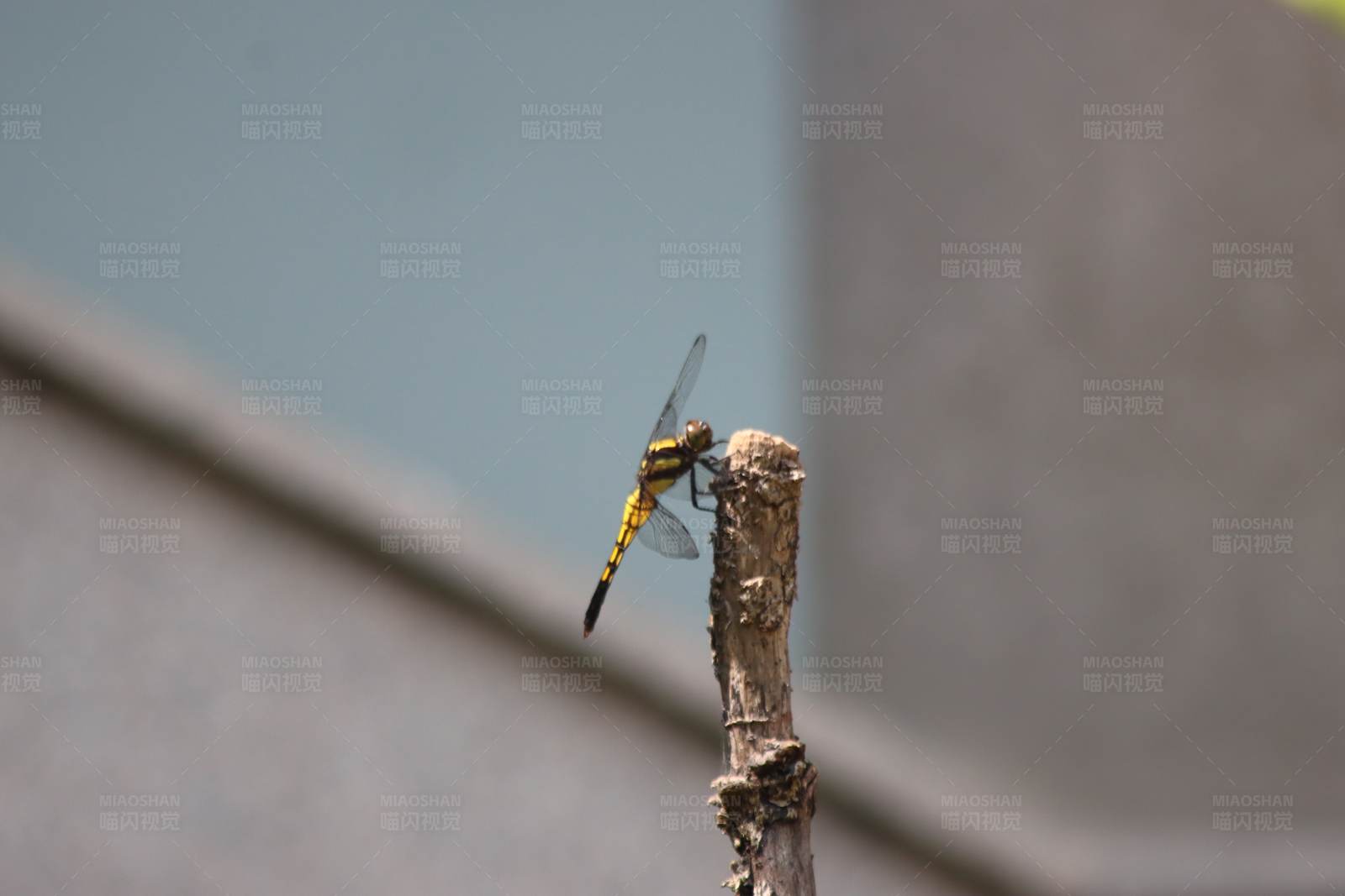 蜻蜓栖息图片