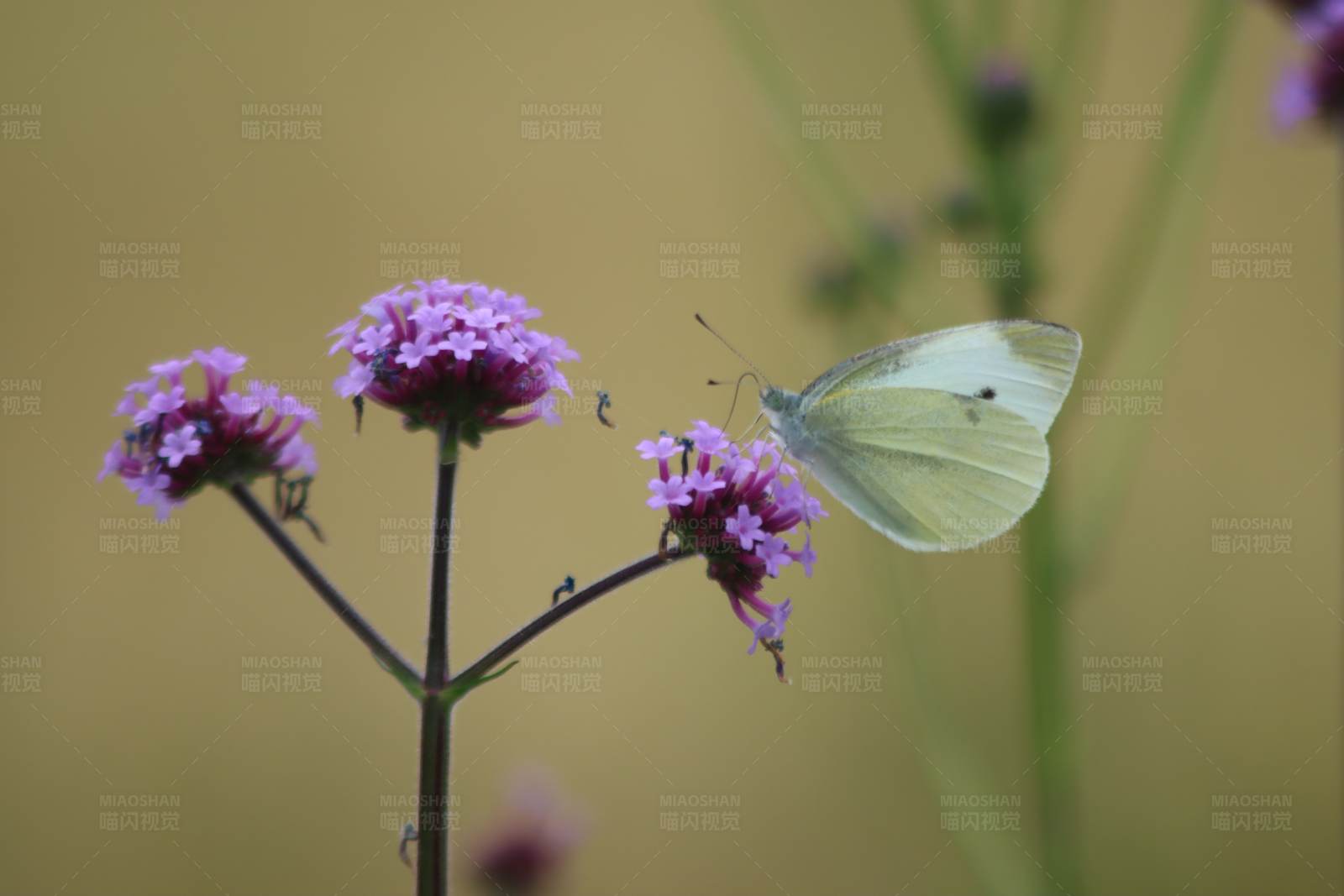蝴蝶与紫花图片