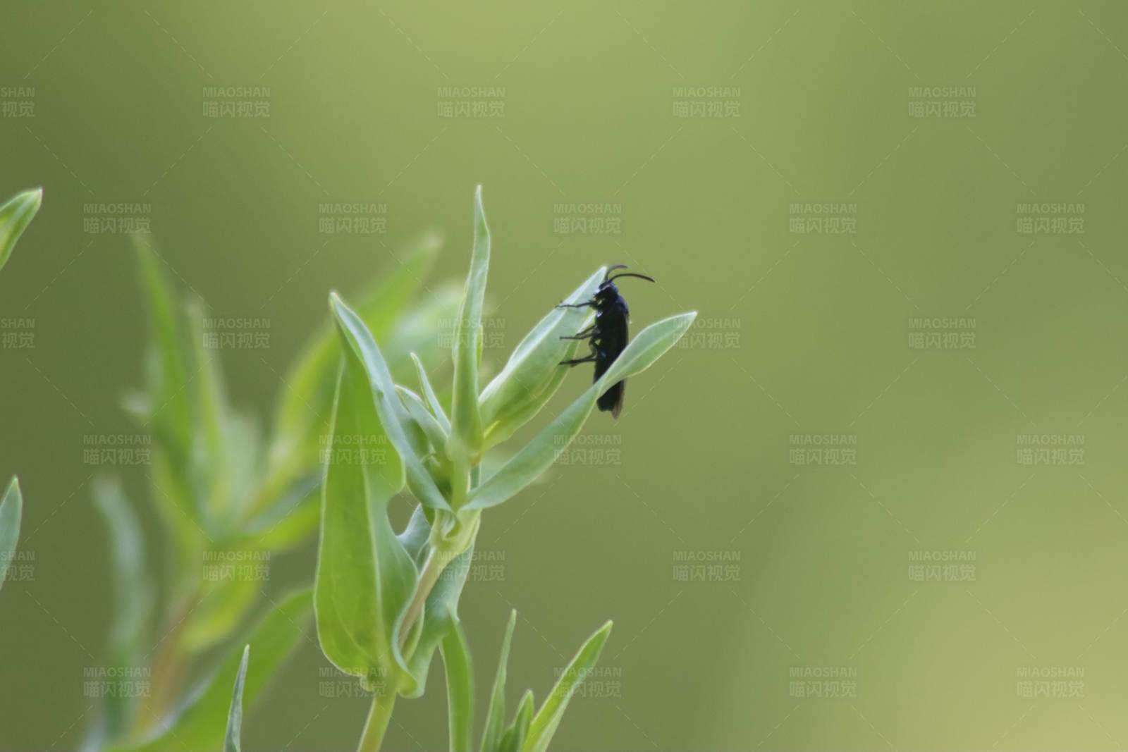 昆虫栖息于绿叶之上图片