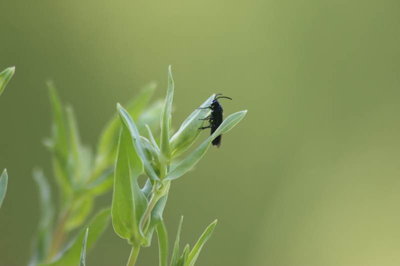 昆虫栖息于绿叶之上图片