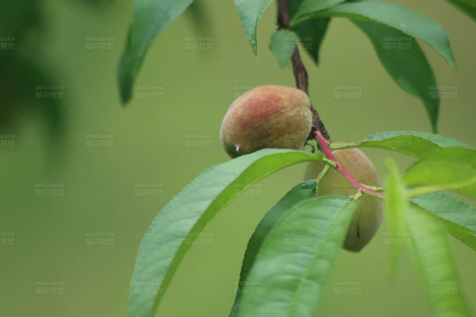 枝头上的桃子图片