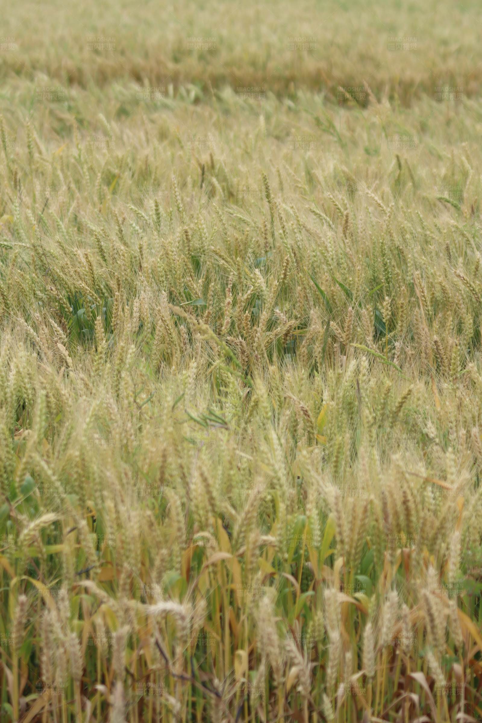 金黄麦田丰收景象图片