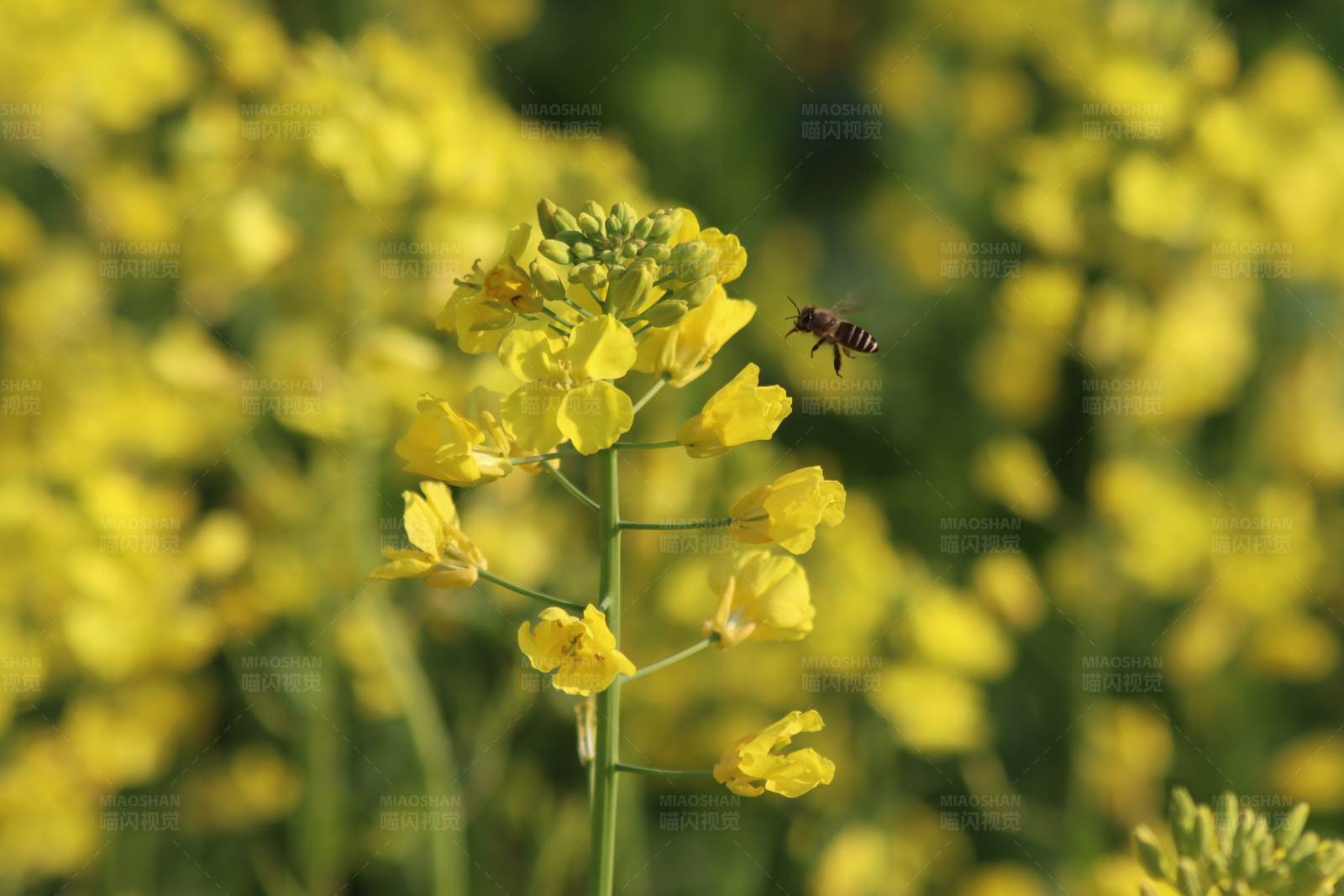 蜜蜂与油菜花图片