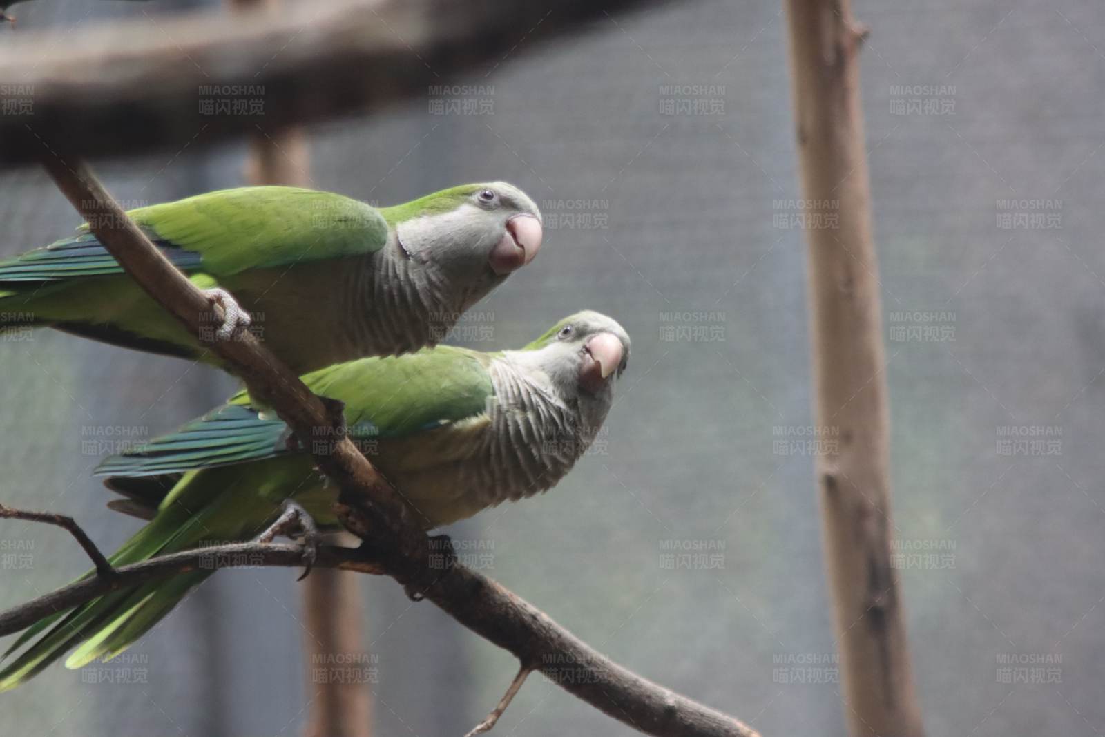 两只鹦鹉栖息在树枝上图片