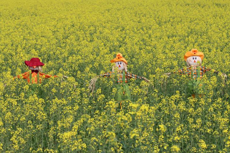 稻草人守望图片