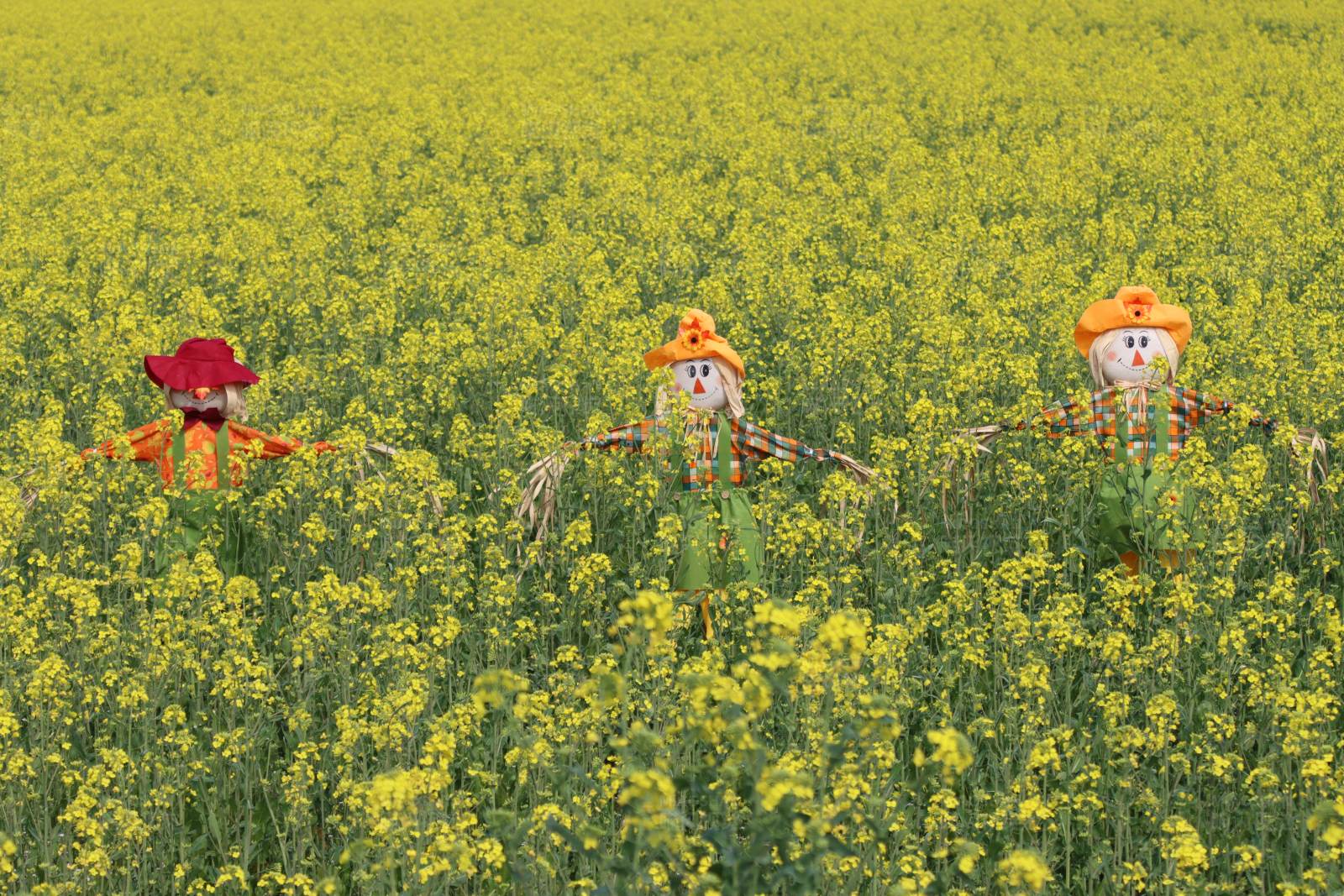 稻草人守望图片