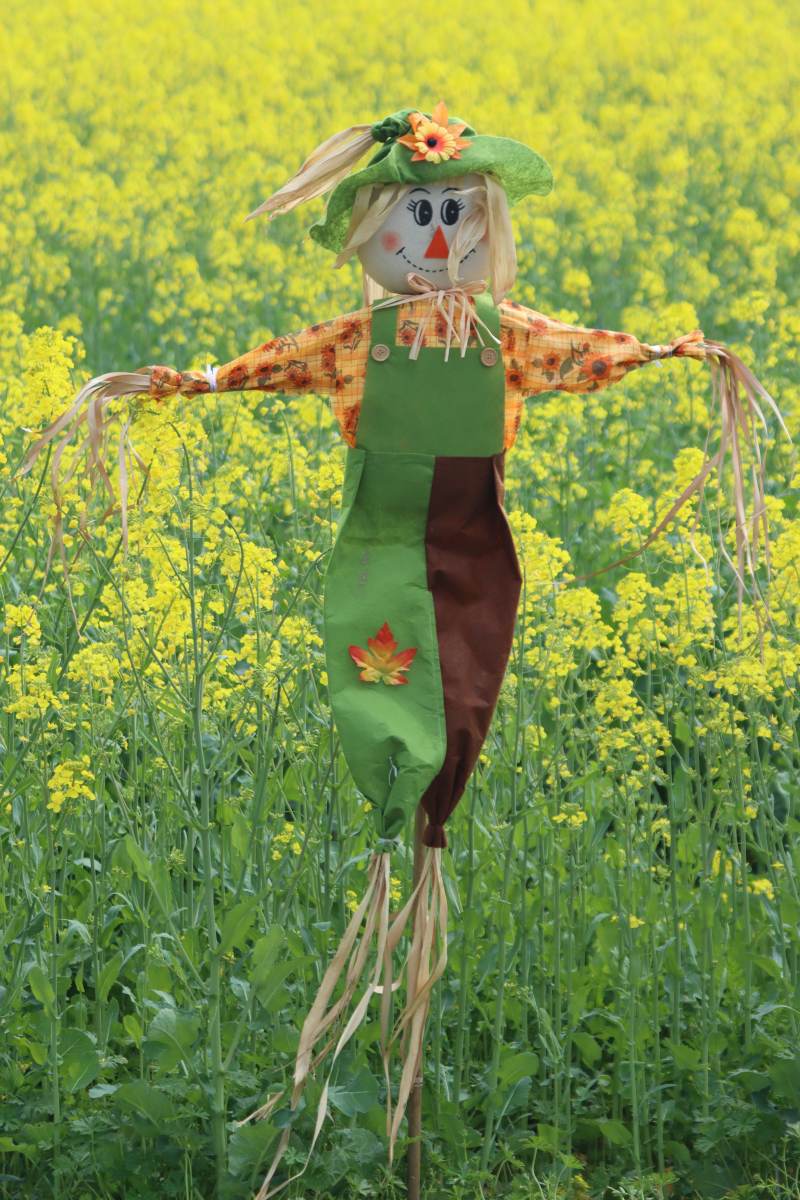 田野里的稻草人图片