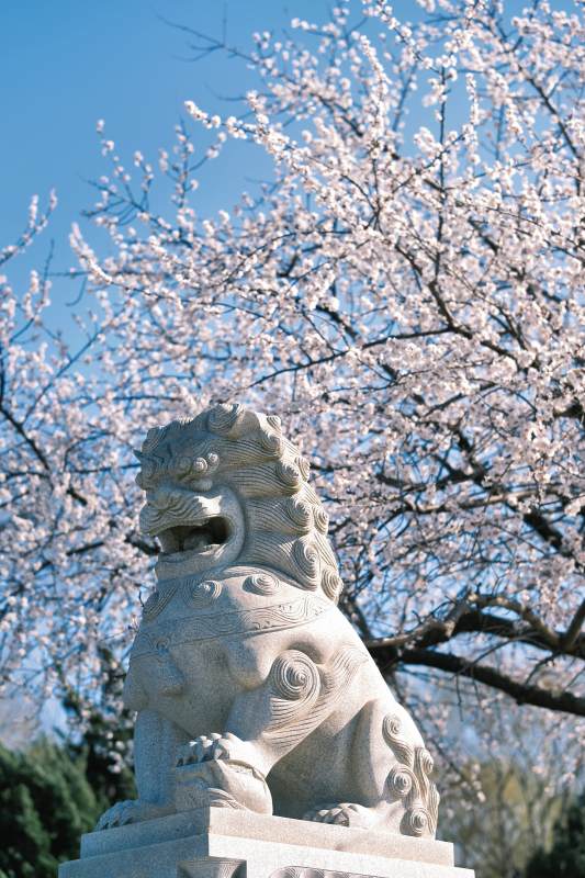 石狮与樱花图片