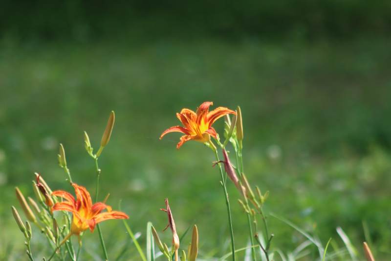 橙色花朵在绿草中图片