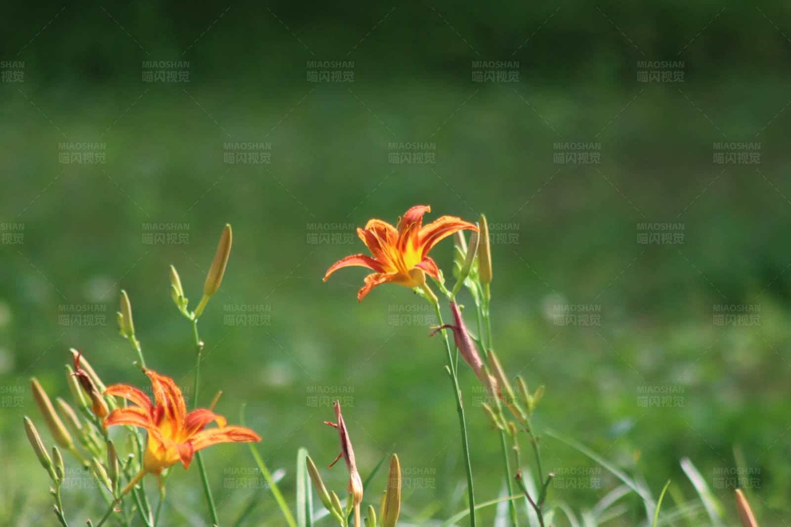 橙色花朵在绿草中图片