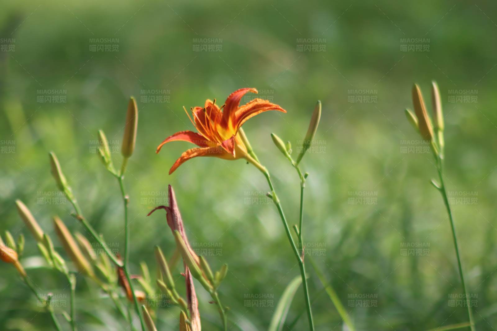橙色花朵与绿色背景图片