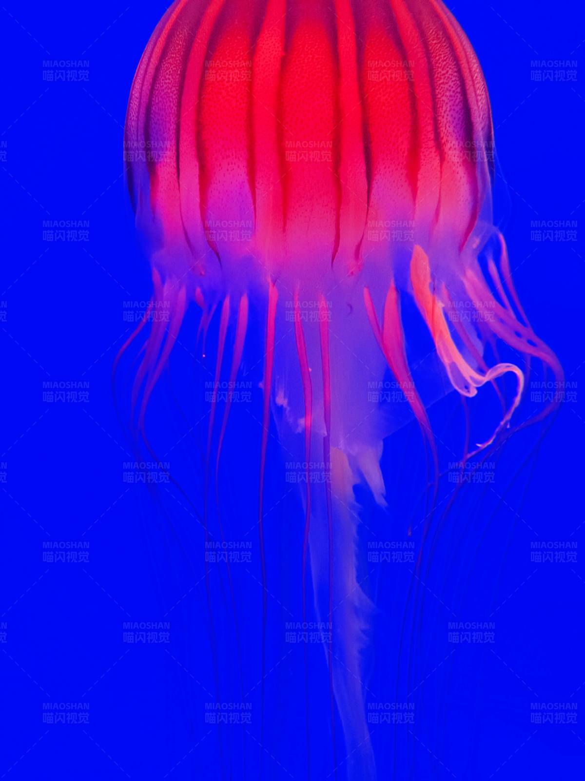 深海中的红色幽灵图片