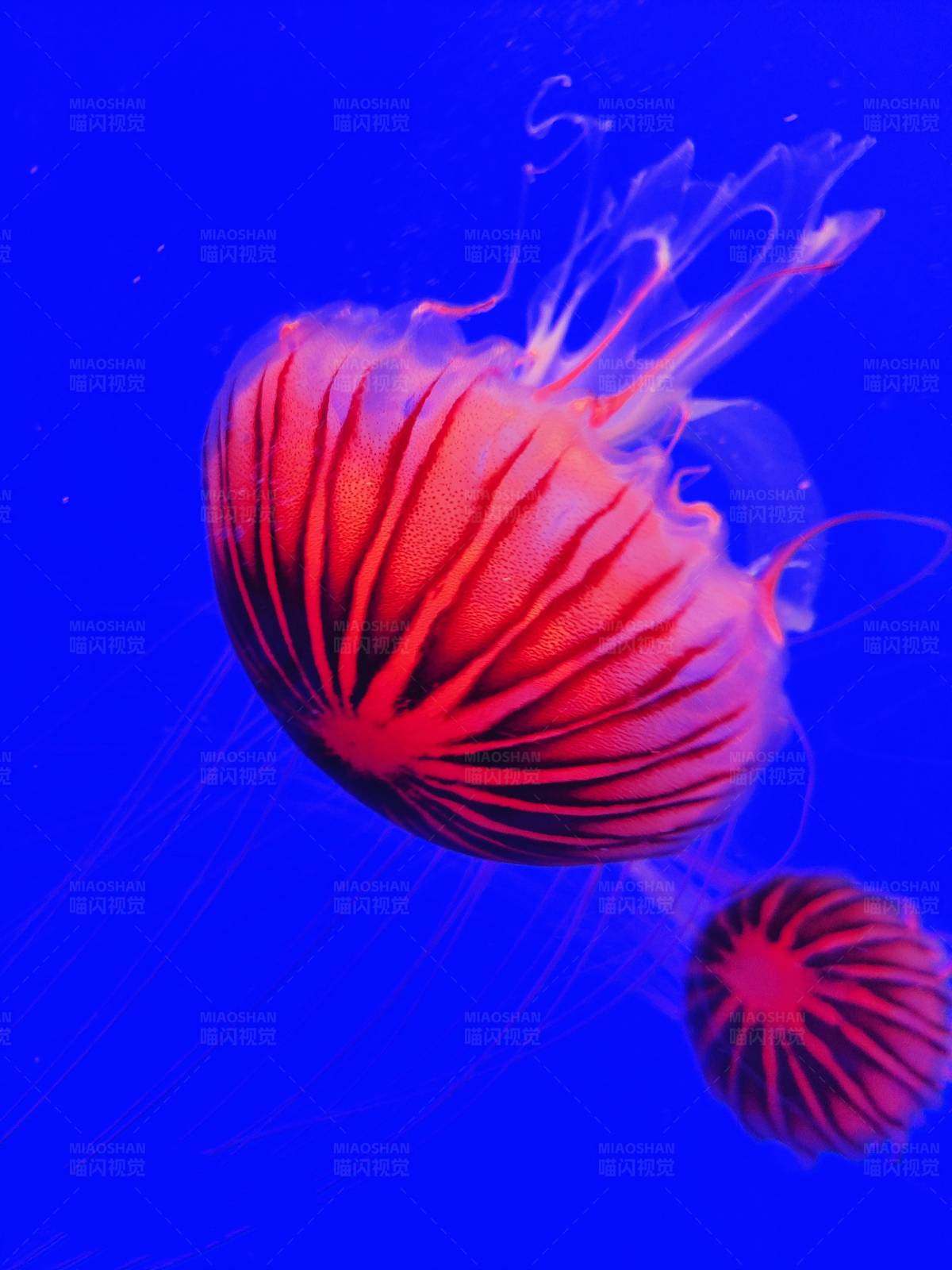 深海中的红色梦幻水母图片