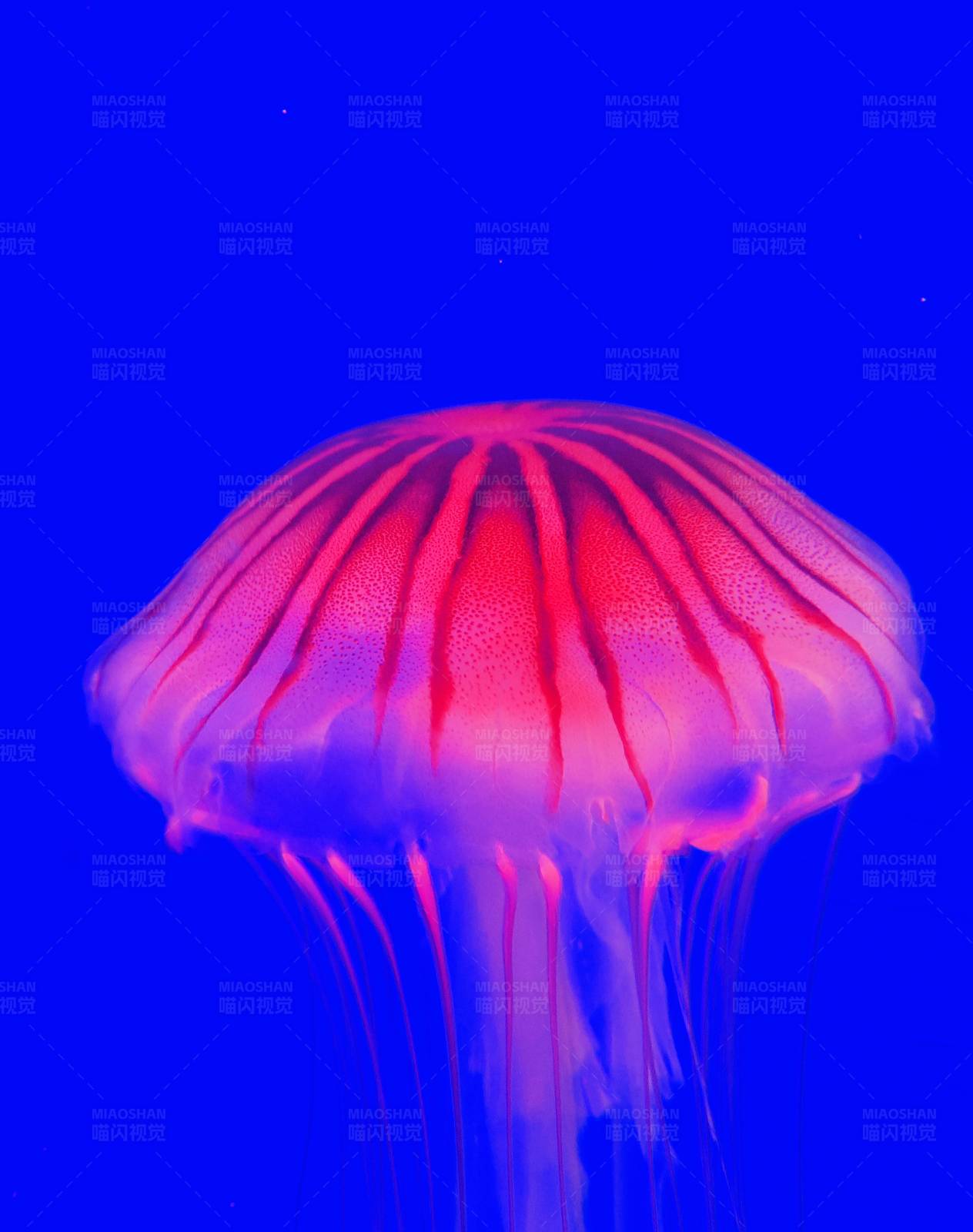 霓虹水母图片