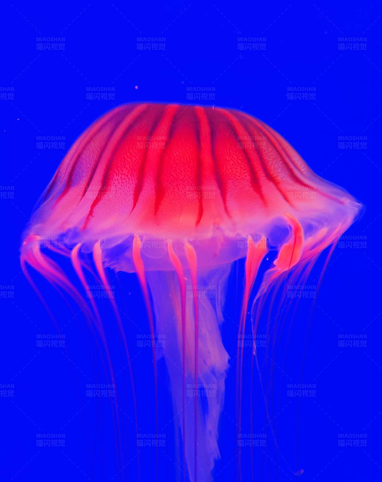 红蓝交织的水母图片