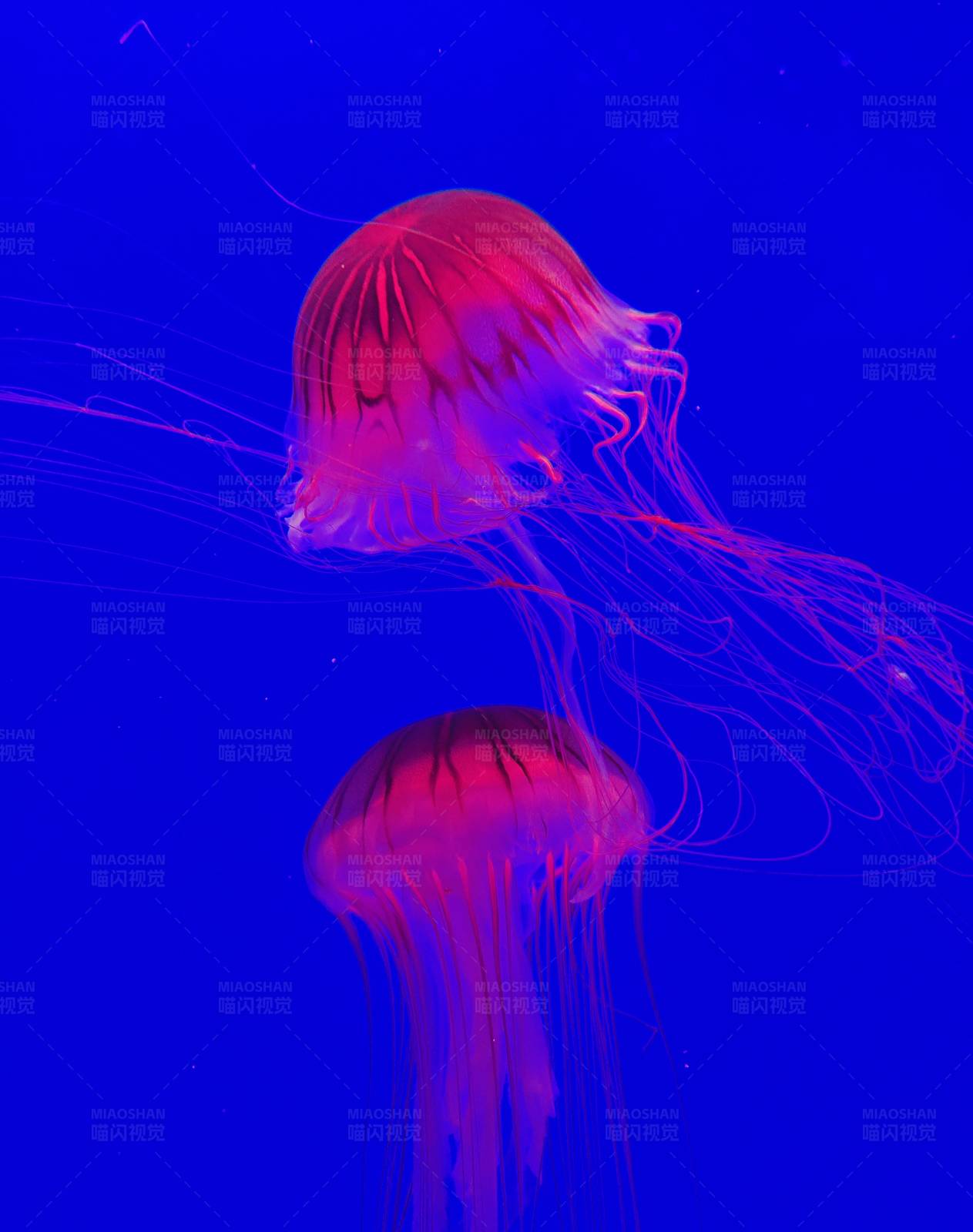 深海中的美丽水母图片