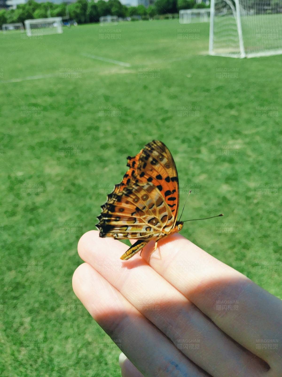 蝴蝶停歇在手指上图片