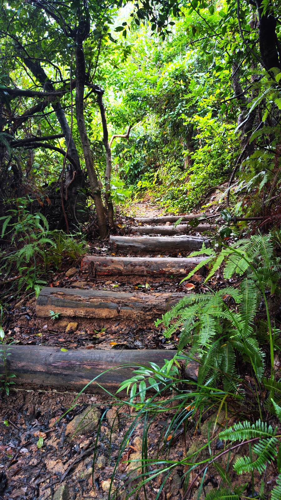 森林中的木梯小径图片