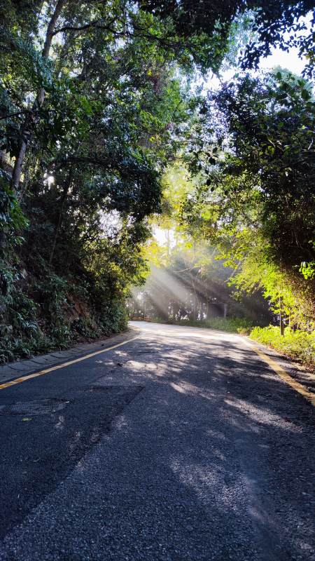 林间小路阳光洒落图片