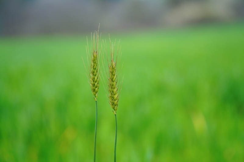 麦田里的希望图片
