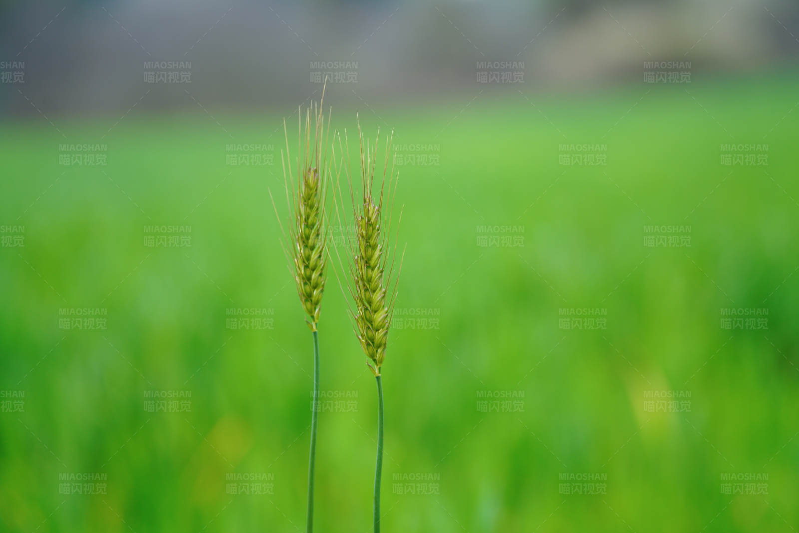 麦田里的希望图片