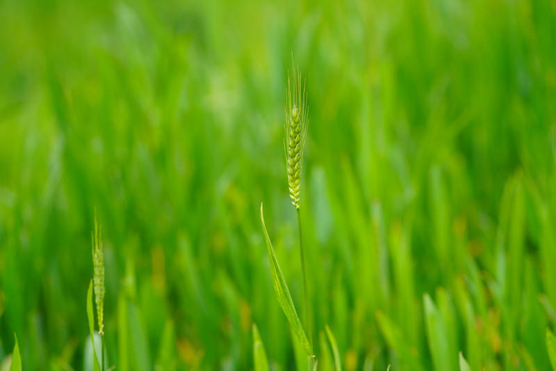 绿色麦田中的幼穗图片