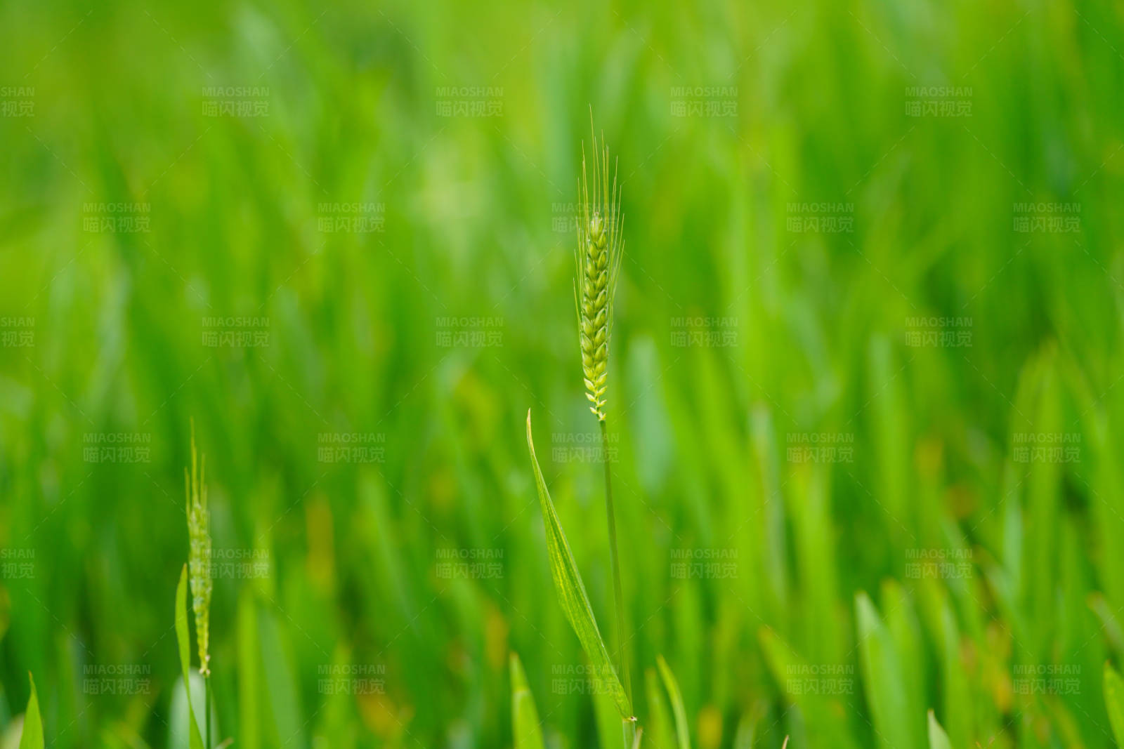 绿色麦田中的幼穗图片