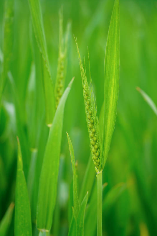 青翠麦穗图片