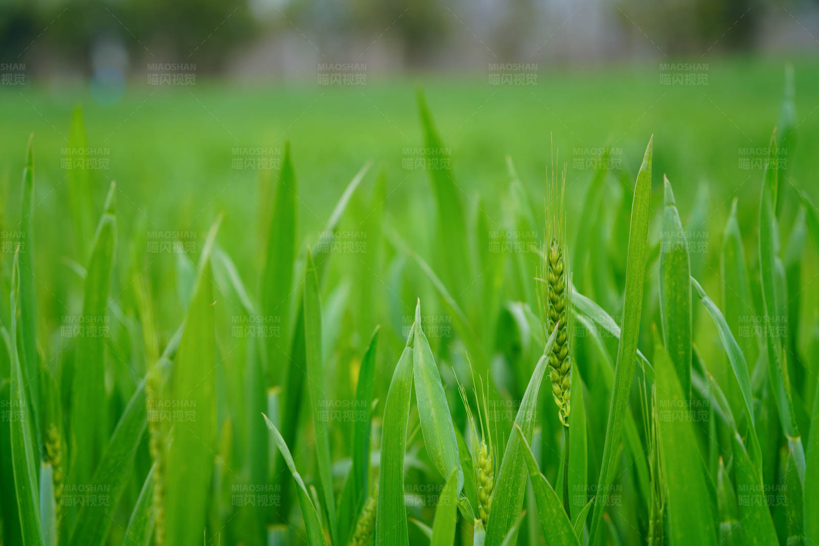 青翠麦田图片