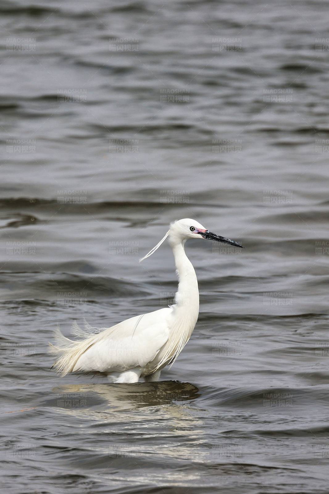 水中白鹭图片