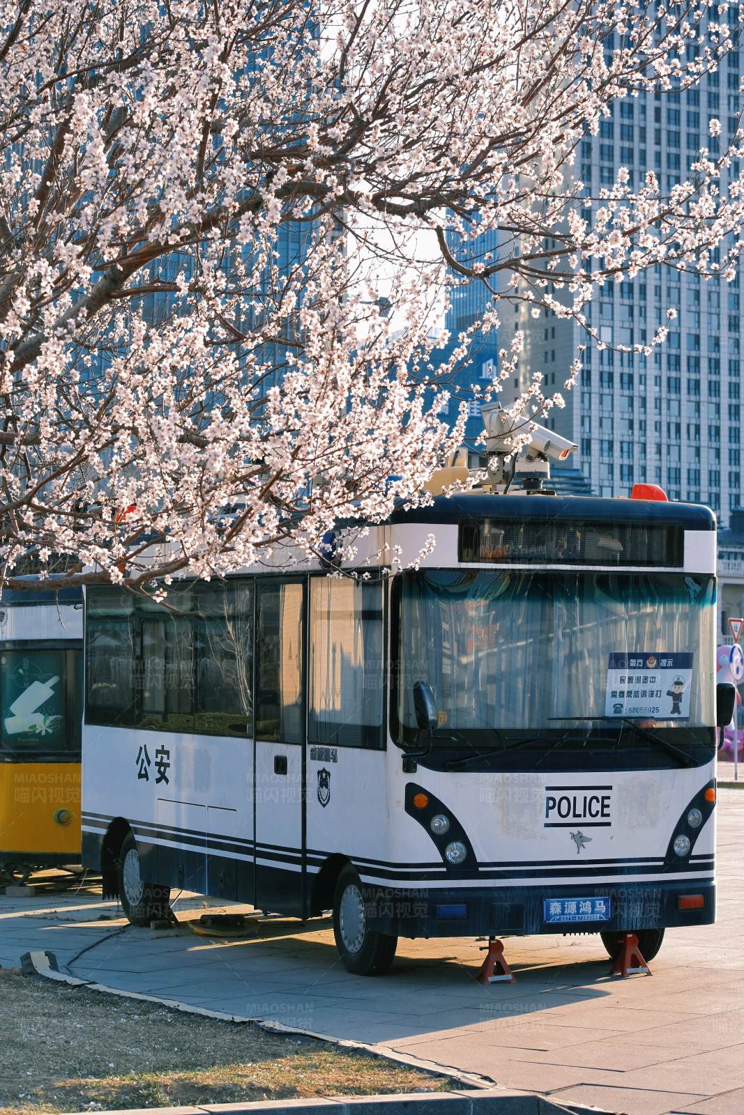警车与樱花图片