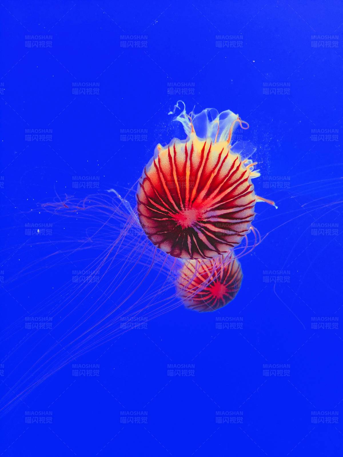 深海中的美丽水母图片