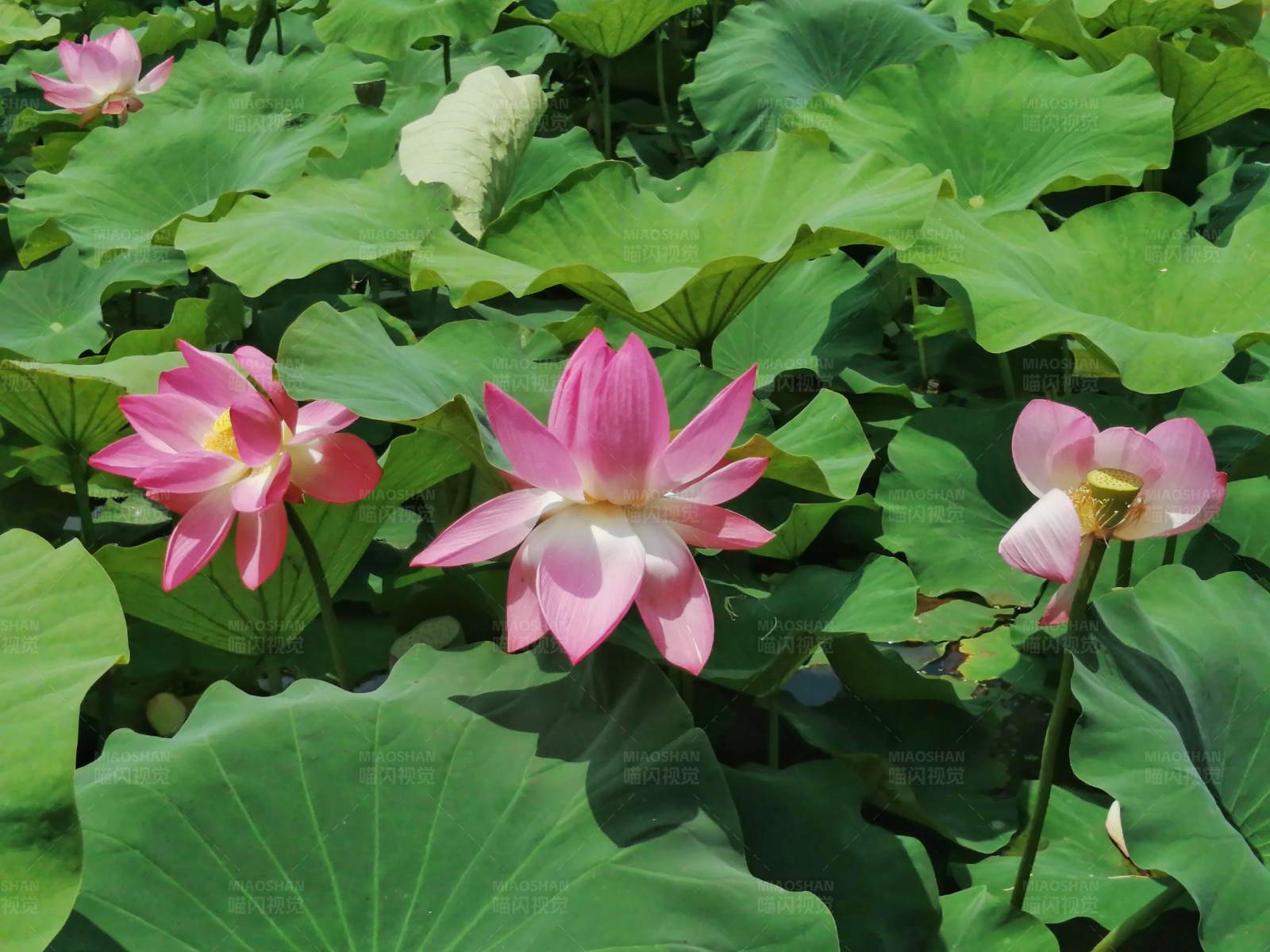 池塘里的粉色荷花莲花图片